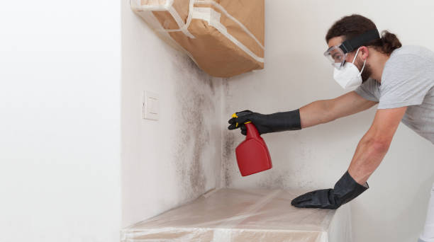 Basement Mold Remediation treatment on basement walls in Hampstead