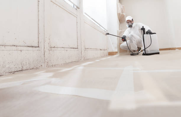 Black mold remediation team in Hampstead